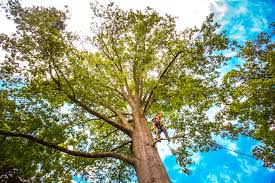 Best Tree Preservation Services  in Darlington, WI